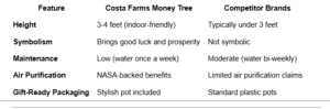 Costa Farms Money Tree Live Plant Review