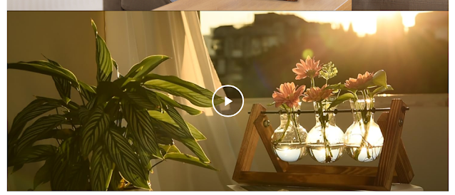 . How to Care for Your Arizona Flower Plant Terrarium