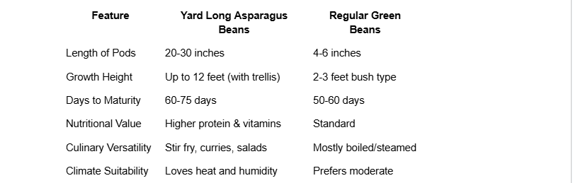 Grow Yard Long Asparagus Beans in the USA