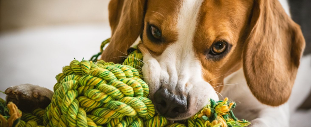 Ravenox Natural Twisted Cotton Rope