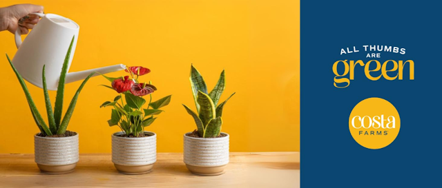 Transform Your Arizona Home Green