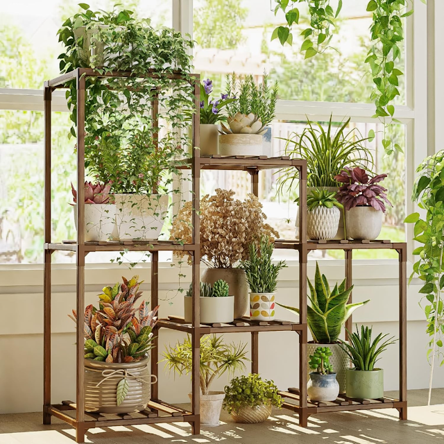 Indoor Plants for Arizona's Desert Climate